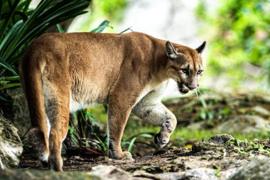 Xcaret Park Hayvanat Bahçesi 'ndeki habitatlarında dinlenen bir Puma. / Eyepix Grubu