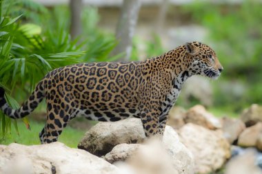 Xcaret Park Hayvanat Bahçesi 'ndeki habitatlarında dinlenen bir Jaguar görülüyor.