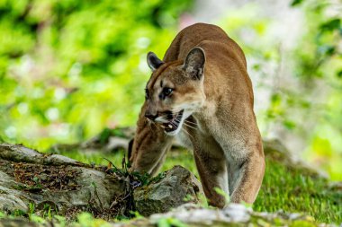 Xcaret Park Hayvanat Bahçesi 'ndeki habitatlarında dinlenirken görülen bir Puma.