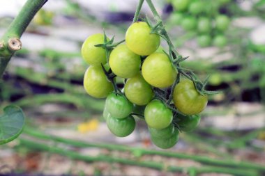 3 Temmuz 2022, Doha, Katar: Sera bölgesindeki hasat mevsiminde yeşil domateslerin ayrıntıları. 3 Temmuz 2022 Doha, Katar