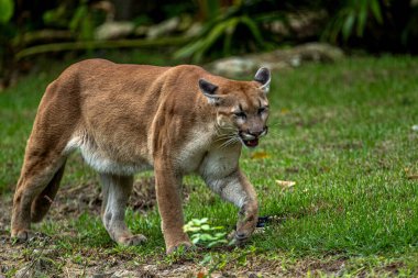 Xcaret Park Hayvanat Bahçesi 'ndeki habitatlarında dinlenirken görülen bir Puma.