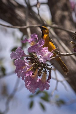7 Şubat 2019, Yucatan, Meksika - Altamira turpial, Icteridae familyasından Icteridae familyasından bir kuş türü.