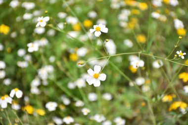 Wild plant Bidens ferulifolia of the daisy family, a yellow plant that grows wild in the time of November are seen in an urban landscape. clipart