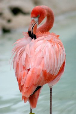 Flamingolar, Xcaret Park 'ın Flamingo Çiftliği' ndeki doğal ortamlarında görüldüler.