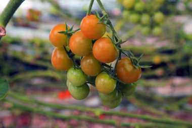 3 Temmuz 2022, Doha, Katar: Sera bölgesindeki hasat mevsiminde kırmızı ve yeşil domateslerin ayrıntıları. 3 Temmuz 2022 Doha, Katar