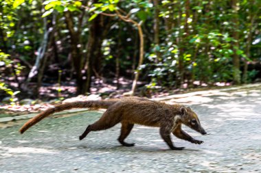 Ormanın yakınındaki bir bölgede yiyecek arayan bir Koati görülüyor.