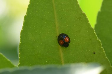 Uğur böceğinin yaprağın üzerinde yürürken yakın plan fotoğrafı.