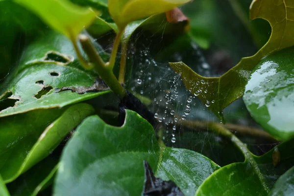 Pavučina Vidět Kapkami Vody Protože Déšť — Stock fotografie