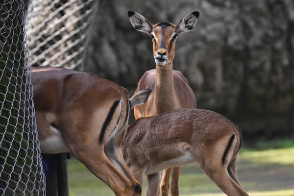 Chapultepec Meksika hayvanat bahçesinde bir geyik esir tutulduğu sırada görülmüş.