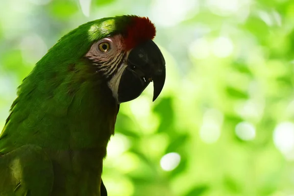 A Red-headed Parrot species  seen in its habitat during a species conservation program, the zoo has 1803 animals in captivity at Chapultepec Zoo
