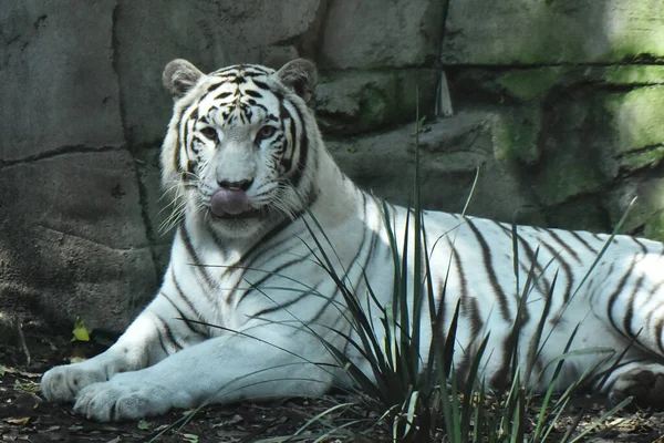 シベリアの虎は メキシコのカプルテペ動物園で彼の捕獲中に遊んで見られます — ストック写真