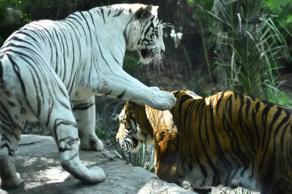 在墨西哥查普尔特佩克动物园 人们看到一只西伯利亚虎在笼中玩耍 — 图库照片