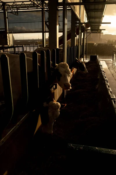 在鹿特丹港的一个实验性浮动农场里 可以看到奶牛在里面 使农业生产适应不断上升的水位的制度 这个项目已在全球范围内推广 — 图库照片