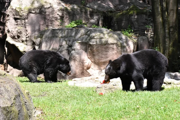 Oso Negro Visto Comiendo Durante Cautiverio Zoológico Mexicano Chapultepec — Foto de Stock
