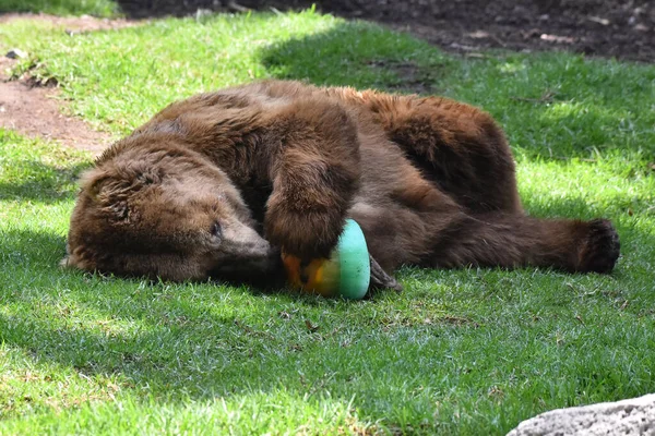 Grizzly Bear Seen Eating Honey His Captivity Chapultepec Mexican Zoo — Stock Photo, Image