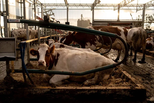 乳牛はロッテルダム港の実験的な浮遊農場で見られる 農業生産を上昇する水準に適応させるシステム プロジェクトはすでに世界中に輸出されています — ストック写真