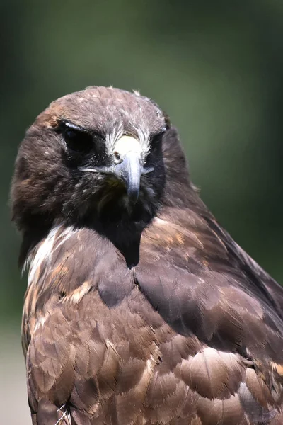Una Specie Falco Coda Rossa Visto Nel Suo Habitat Durante — Foto Stock