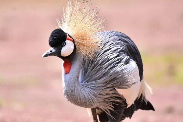 Crowned Crane Seen His Captivity Chapultepec Mexican Zoo — Stock Photo, Image