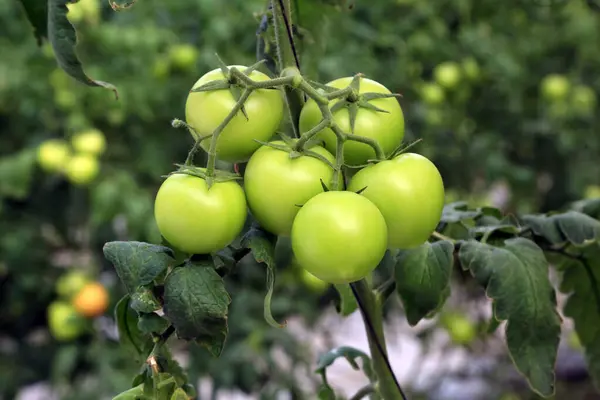 Julho 2022 Doha Qatar Detalhe Tomates Verdes Durante Estação Colheita — Fotografia de Stock