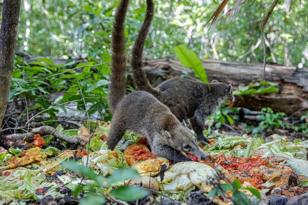 Coati Buscando Comida Área Cerca Del Bosque — Foto de Stock