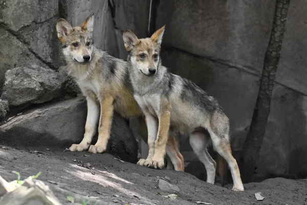 Mexican Wolf Puppy Seen Playing His Captivity Chapultepec Mexican Zoo — Stock Photo, Image