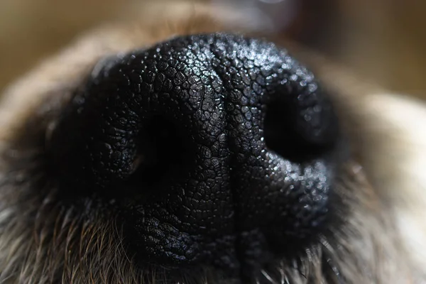 Close Shot Detail Dog Nose — Stock Photo, Image