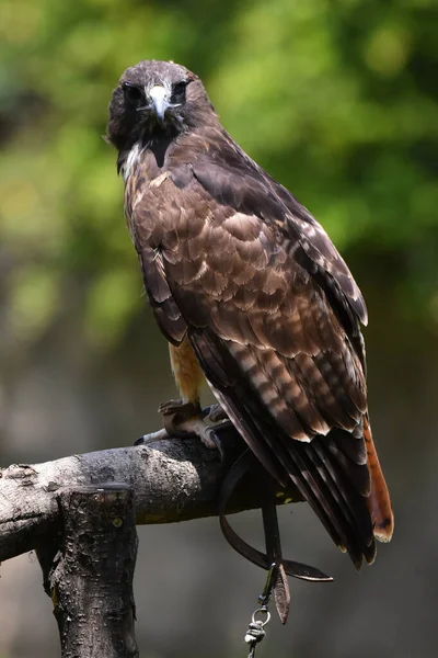 Red Tail Hawk Species Seen Its Habitat Species Conservation Program — Stock Photo, Image