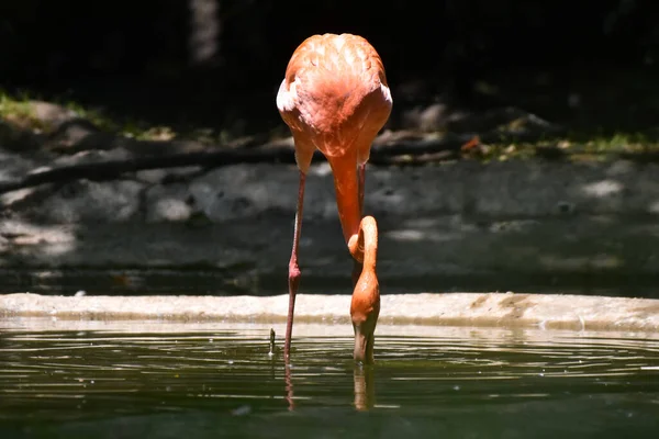 Uma Espécie Flamingos Maior Vista Seu Habitat Durante Programa Conservação — Fotografia de Stock