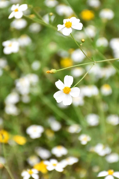 stock image Wild plant Bidens ferulifolia of the daisy family, a yellow plant that grows wild in the time of November are seen in an urban landscape.