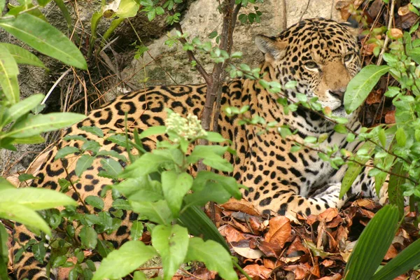 ジャガーはXcaretの動物園で捕獲されている マヤ文化では ジャガーはバラムと呼ばれる超自然的な存在でした — ストック写真