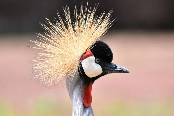 Crowned Crane Seen His Captivity Chapultepec Mexican Zoo — Stock Photo, Image