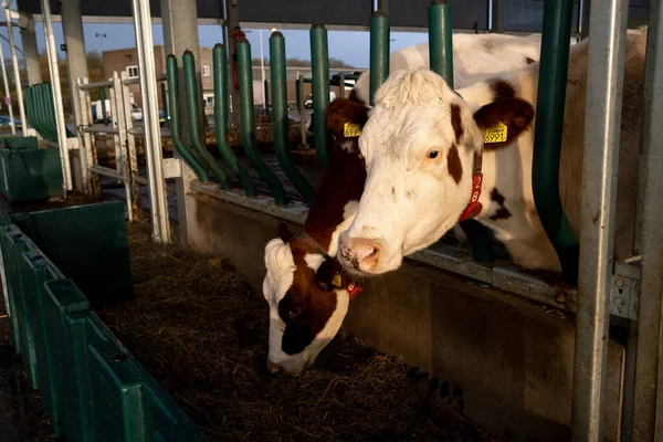 在鹿特丹港的一个实验性浮动农场里 可以看到奶牛在里面 使农业生产适应不断上升的水位的制度 这个项目已在全球范围内推广 — 图库照片