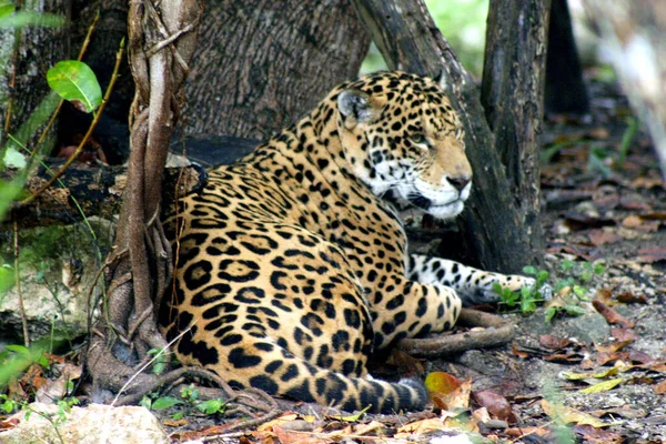 Ein Jaguar Wird Gefangenschaft Einem Zoo Xcaret Gesehen Der Maya — Stockfoto