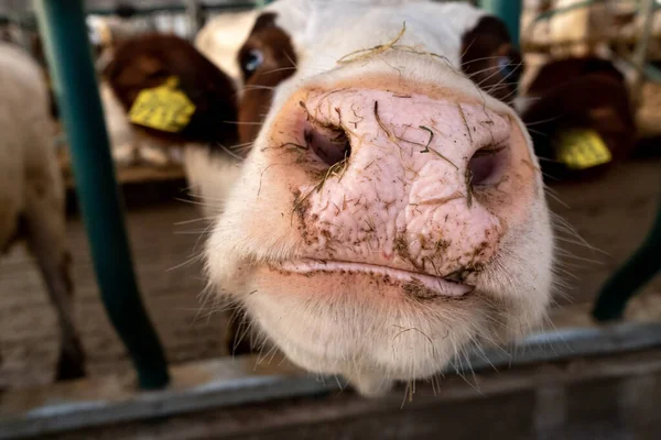 Krowy Mleczne Widziane Środku Eksperymentalnej Pływającej Farmie Porcie Rotterdam System — Zdjęcie stockowe