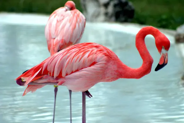 Flamingos Vistos Seu Habitat Refúgio Natural Flamingo Farm Parte Parque — Fotografia de Stock