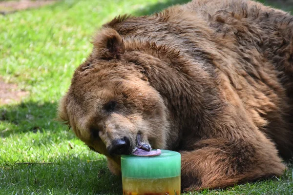 Een Grizzly Bear Eet Honing Tijdens Zijn Gevangenschap Chapultepec Mexicaanse — Stockfoto