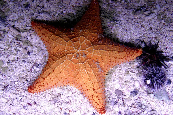 Acuario Arrecifes Coral Exhibe Biodiversidad Los Jardines Submarinos Multicolores Del — Foto de Stock