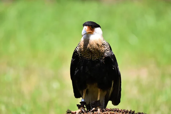 Eagle Face Face Species Seen Its Habitat Species Conservation Program — Stock Photo, Image
