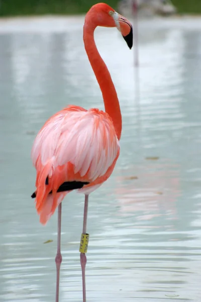 Flamingolar Xcaret Park Flamingo Çiftliği Ndeki Doğal Ortamlarında Görüldüler — Stok fotoğraf