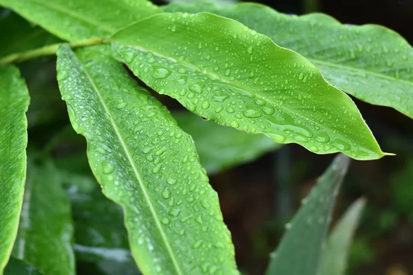 Растение Видно Капельками Воды Дождя — стоковое фото