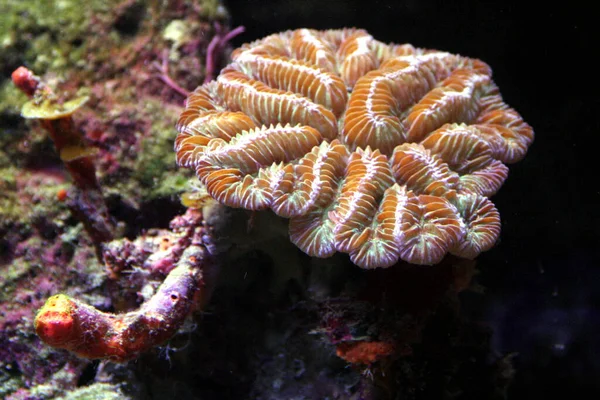 Akwarium Rafy Koralowej Wykazuje Bioróżnorodność Wielobarwnych Podwodnych Ogrodów Meksykańskich Karaibów — Zdjęcie stockowe