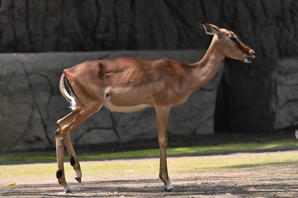 Ein Hirsch Während Seiner Gefangenschaft Mexikanischen Zoo Chapultepec — Stockfoto