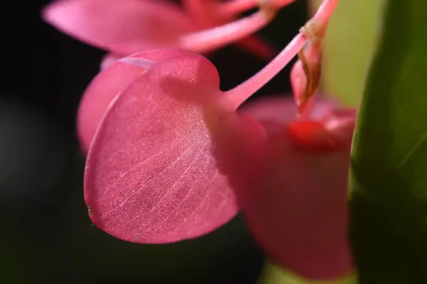 Κοντινό Πλάνο Του Λεπτομέρεια Από Ένα Πέταλο Ενός Ροζ Λουλουδιού — Φωτογραφία Αρχείου