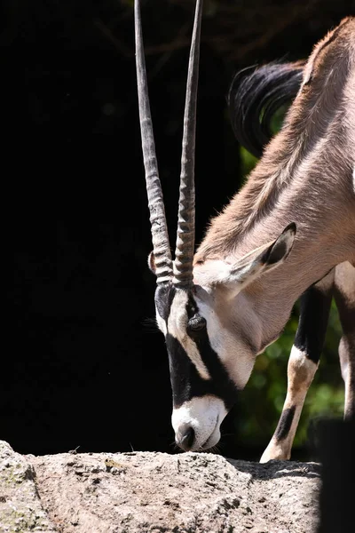Ένα Είδος Γαζέλας Oryx Που Παρατηρείται Στο Ενδιαίτημά Του Κατά — Φωτογραφία Αρχείου