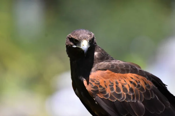 Red Tail Hawk Species Seen Its Habitat Species Conservation Program — Stock Photo, Image