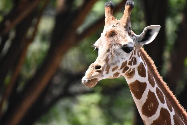 Eine Giraffe Beim Fressen Während Seiner Gefangenschaft Mexikanischen Zoo Chapultepec — Stockfoto