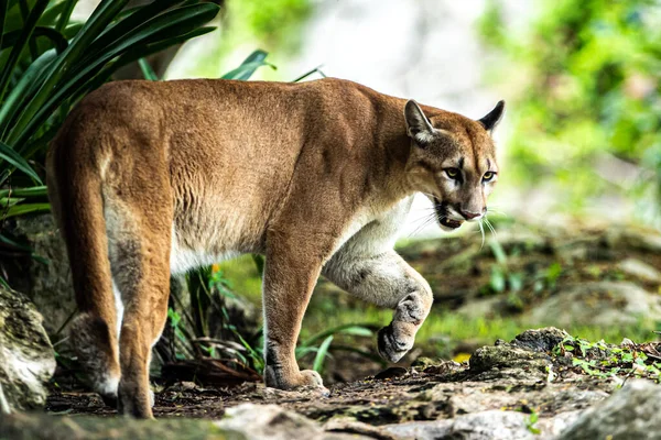 Puma Visto Riposare Nel Loro Habitat All Interno Dello Zoo — Foto Stock