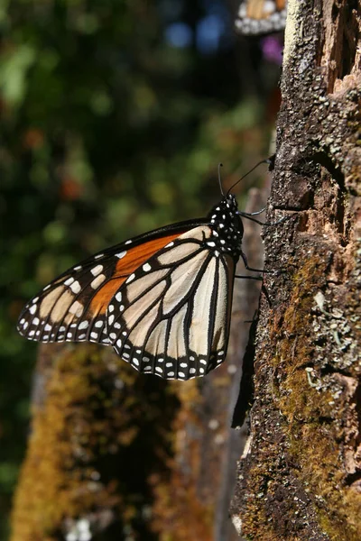 Una Mariposa Monarca Sobre Una Hoja Santuario Para Conservar Especie — Foto de Stock