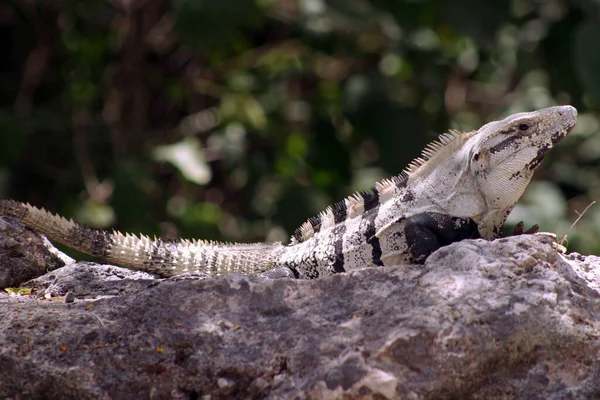 Iguana Jest Postrzegana Strefie Archeologicznej Chiche Itza — Zdjęcie stockowe