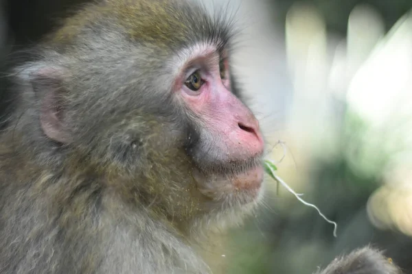 Mono Chino Visto Comiendo Flores Durante Cautiverio Zoológico Chapultepec — Foto de Stock
